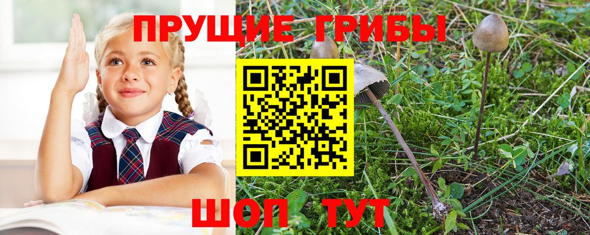 Псилоцибиновые грибы GOLDEN TEACHER  Галлюциногенные грибы Psilocybe  Нововоронеж  Вход с VPN 